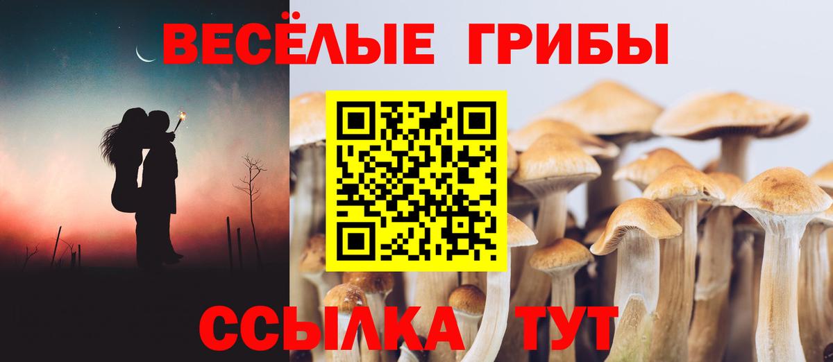 Камышин  Галлюциногенные грибы Psilocybine cubensis  Вход с VPN 